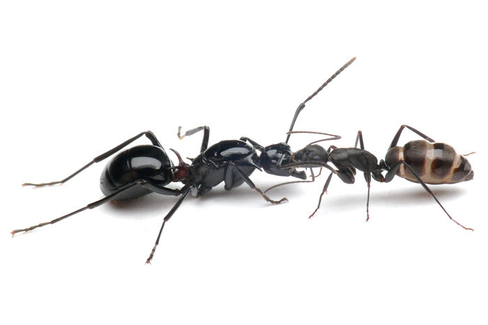File:Camponotus japonicus worker feeding Polyrhachis lamellidens queen, Taku Shimada.jpg