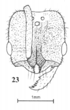 File:Fig. 23, Joma and Mackay 2017, B. pilosuperficia, female, head.png