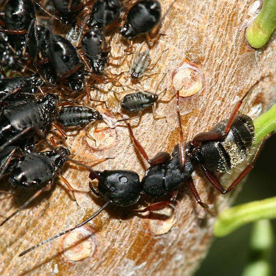 File:Camponotus modoc (with Cinara sp. aphids), Packer Saddle, California (Tom Murray).JPG