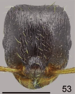 Tetramorium hippocratis F53.jpg