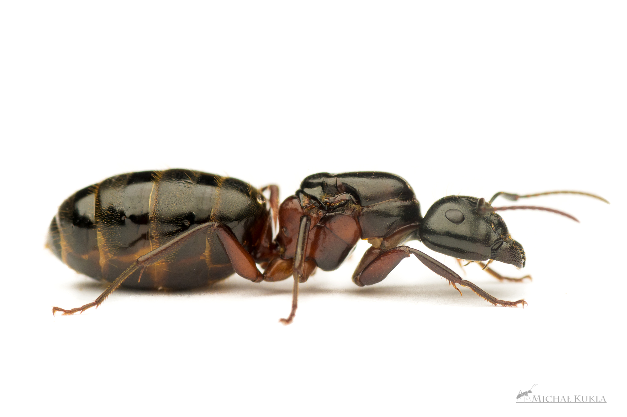 File:Camponotus herculeanus queen, Michal Kukla.jpg - AntWiki