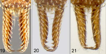 File:Longino 2006 fig 19-21 Strumigenys.jpg