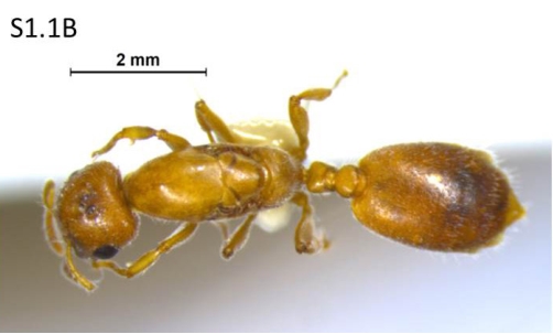 File:Crematogaster borneensis F1.1B.jpg