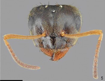 File:Lasius tapinomoides F5.jpg