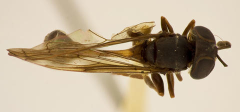 File:Ceriomicrodon petiolatus.jpg