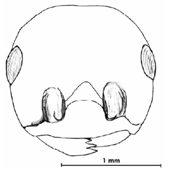 File:Crematogaster montenigrinus 13.jpg