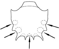 File:Heterick 2009 Fig 584.jpg