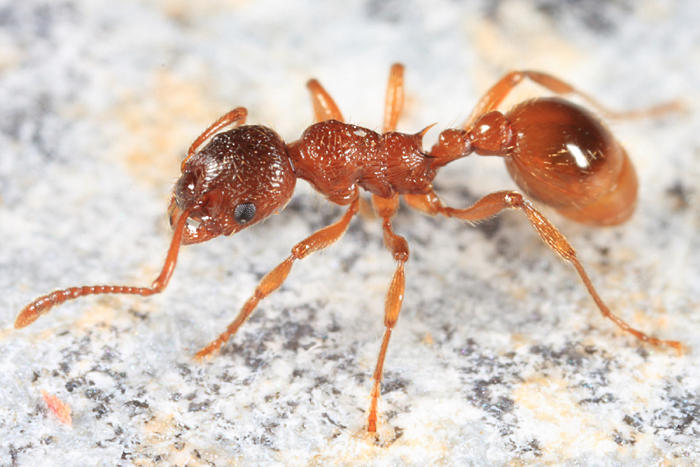 File:Myrmica rubra, West Newbury, Massachusetts (1) (Tom Murray).JPG