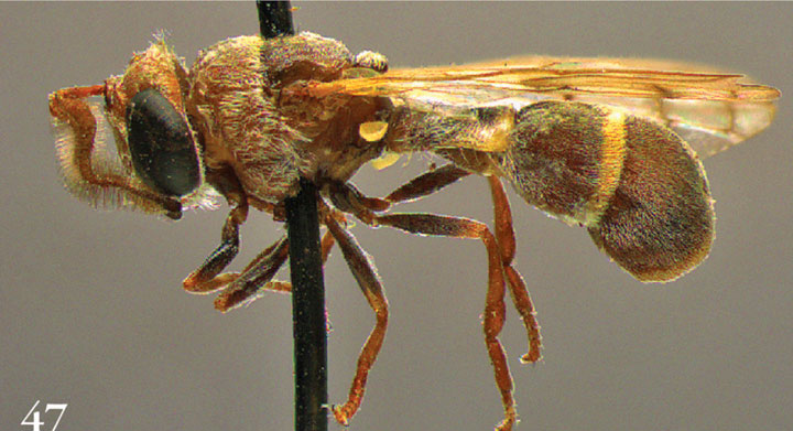 File:Ceratrichomyia.jpg
