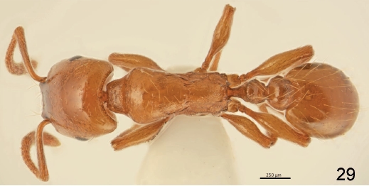 File:F29 Strongylognathus silvestrii.jpg