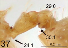 Crematogaster luzonensis petiole.jpg