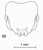 File:Meranoplus berrimah h.jpg