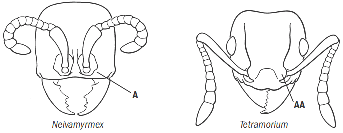 Fisher & Cover 2007, Key Fig. 33.png