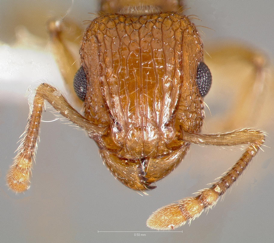 Tetramorium bicarinatum image