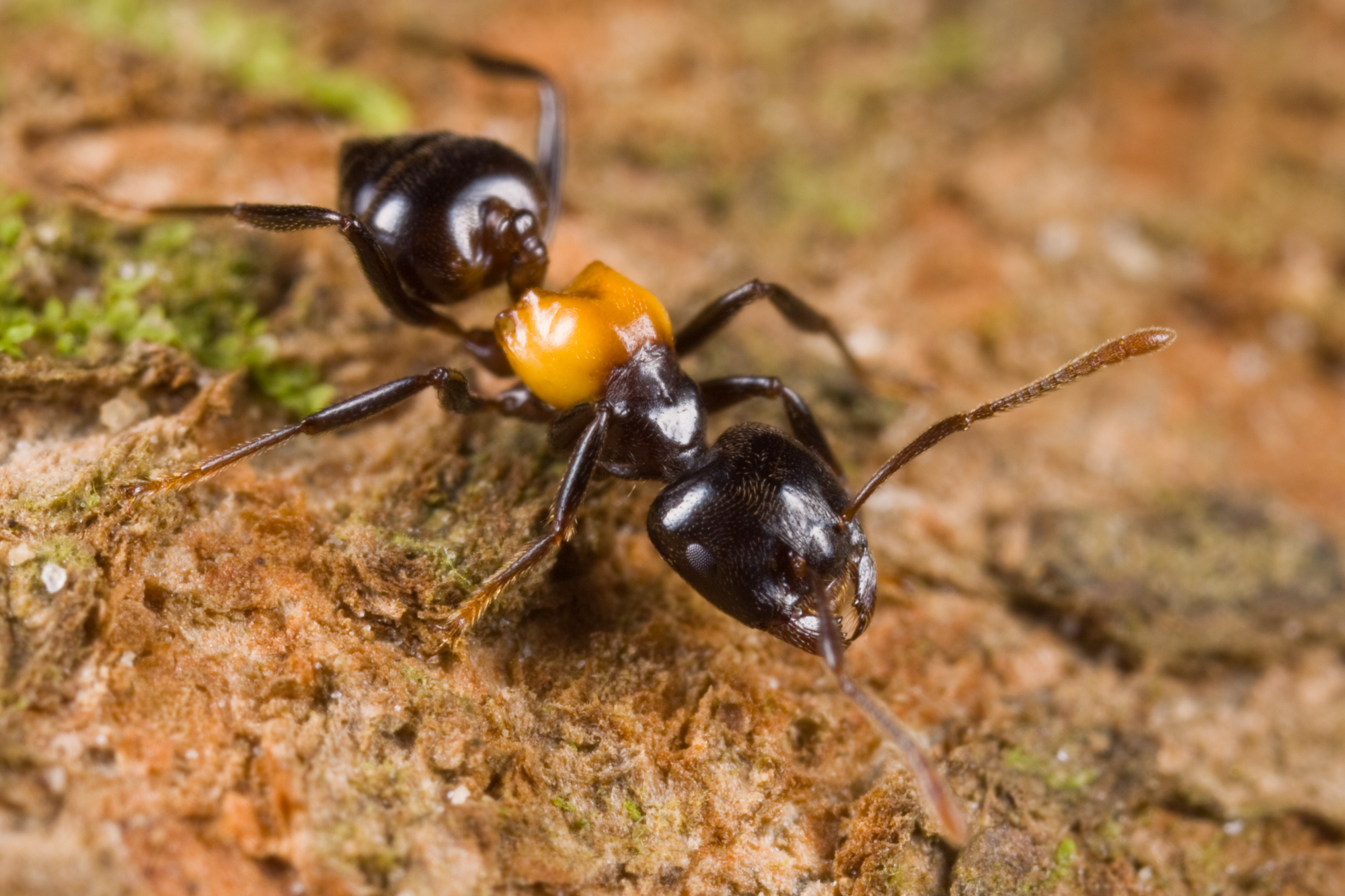 File:Crematogaster inflata, Mersing, Johor, Malaysia, Farhan Bokhari ...