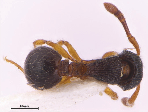 File:Myrmecina camellia F03.jpg