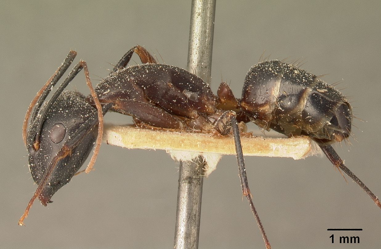 Ant f4. Camponotus maculatus. Кампонотус пиликорнис. Кампонотус лазилене. Кампонотус мирабилис.