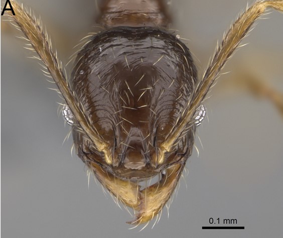 File:Pheidole andohahela F22 a.jpg