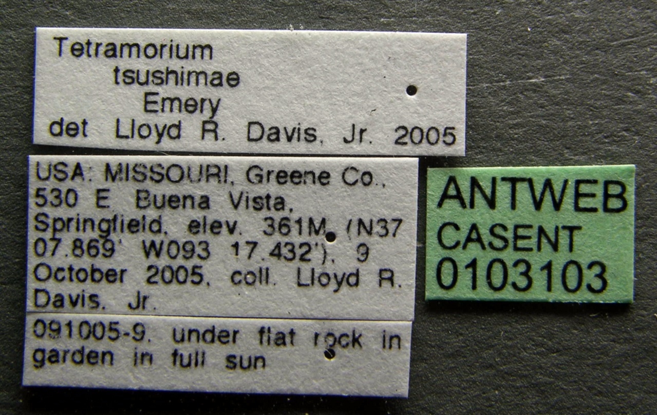 B1 label. Tetramorium tsushimae.