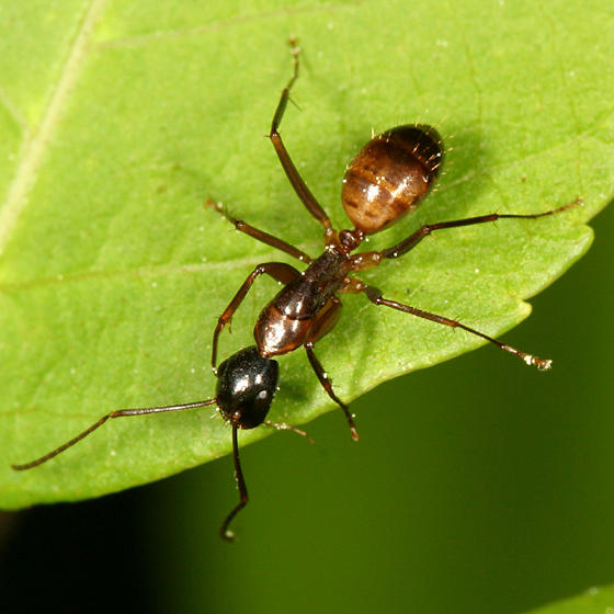 Camponotus americanus - AntWiki