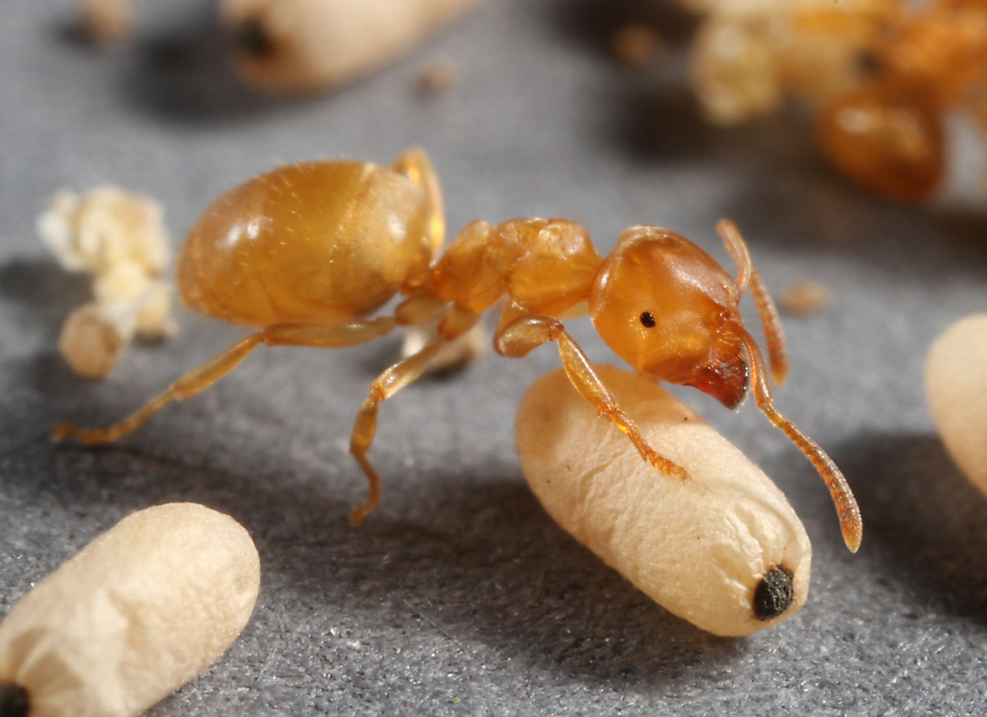 Lasius flavus желтый Земляной муравей