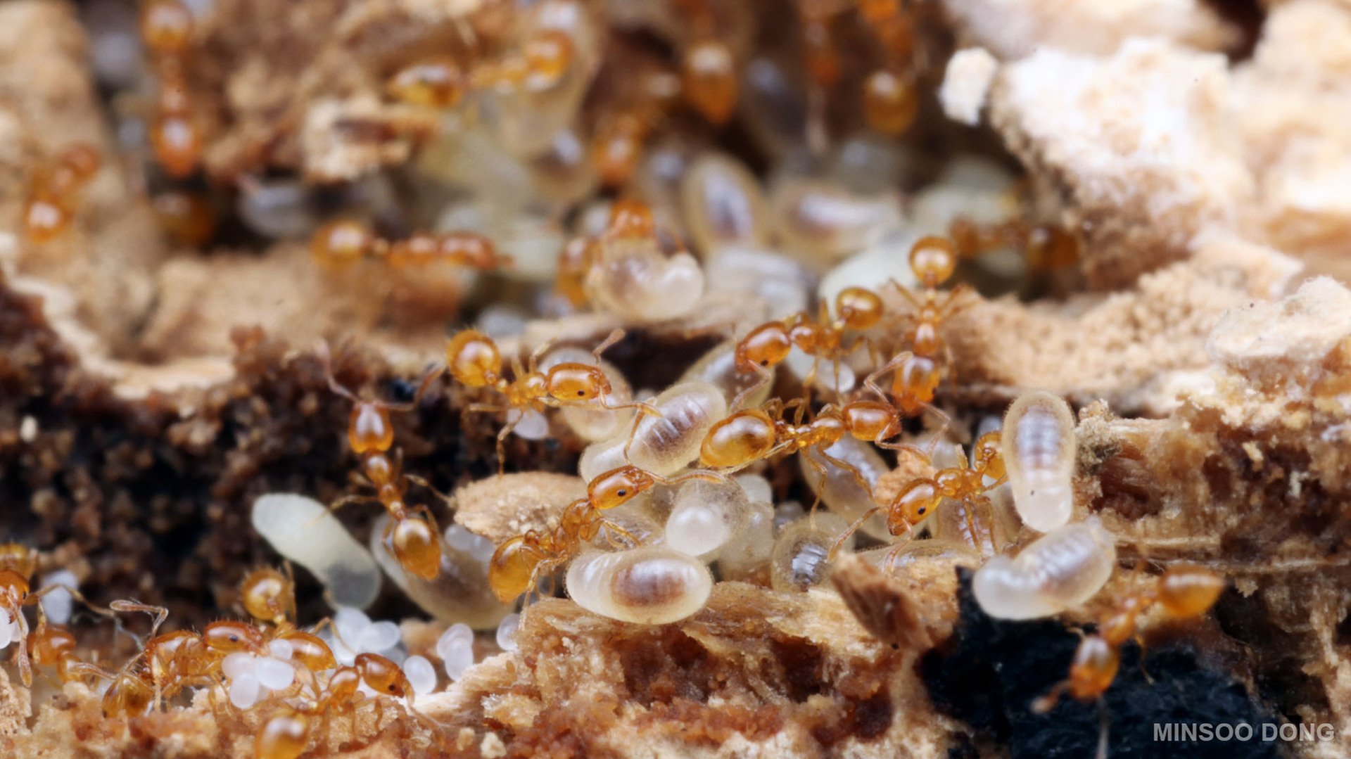 File:Monomorium triviale, Tsushima Island, Japan (Minsoo Dong).jpg ...