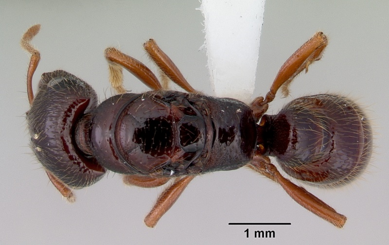 File:Amblyopone australis casent0172213 dorsal 1.jpg