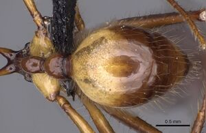 Aphaenogaster perplexa casent0900451 p 2 high.jpg