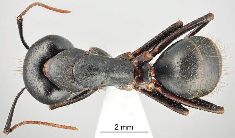 File:Camponotus bakhtiariensis casent0872760 d 1 high.jpg