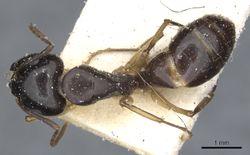 Camponotus orites casent0903506 d 1 high.jpg