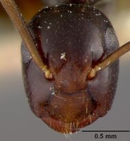 Colobopsis howensis head USNM.jpg