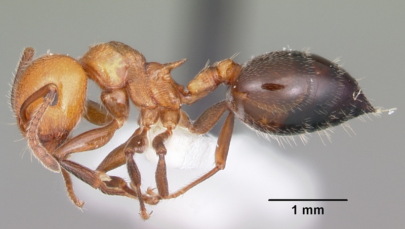 File:Crematogaster laeviuscula casent0104828 profile 1.jpg