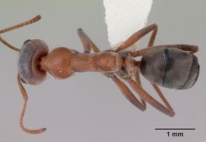 Iridomyrmex cappoinclinus casent0172058 dorsal 1.jpg