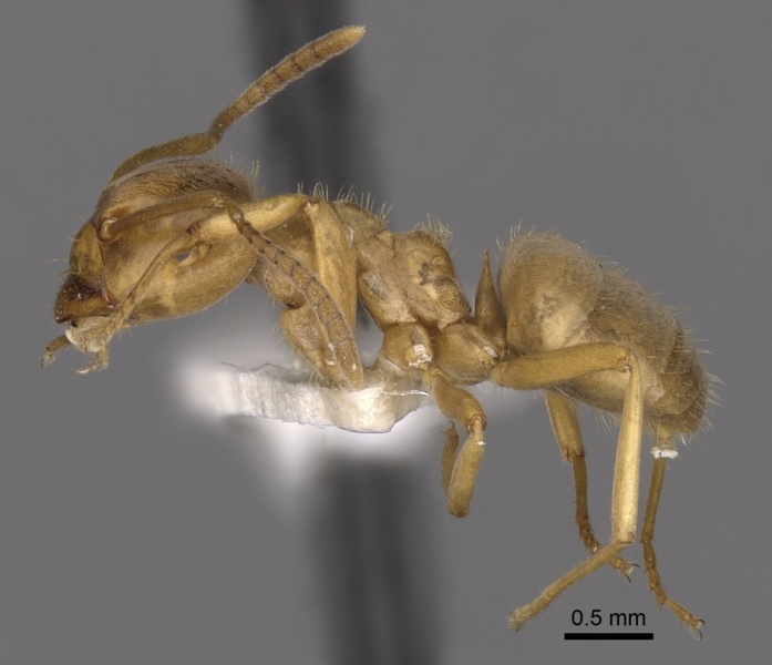 File:Lasius bicornis casent0280461 p 1 high.jpg