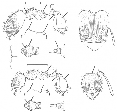 Pheidole alpinensis Wilson 2003.jpg