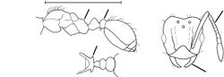 Pheidole argentina Wilson 2003.jpg