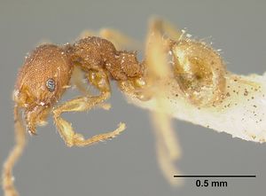 Pheidole exigua casent0601289 profile 1.jpg