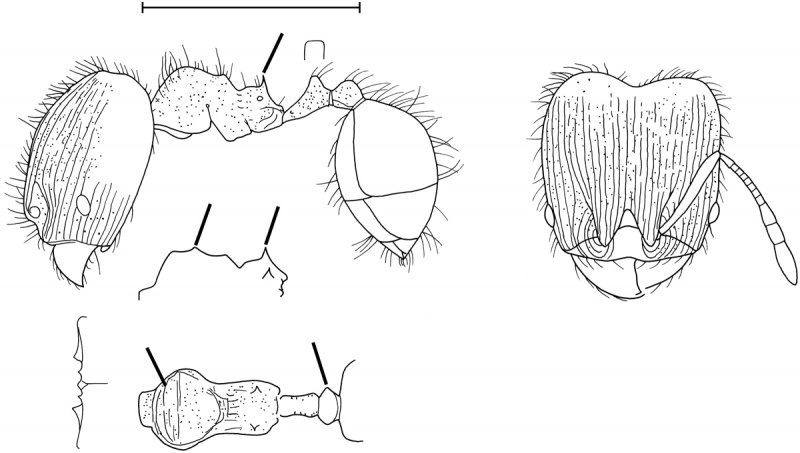 File:Pheidole hazenae Wilson 2003.jpg