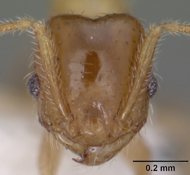 File:Pheidole tysoni casent0104454 head 1.jpg