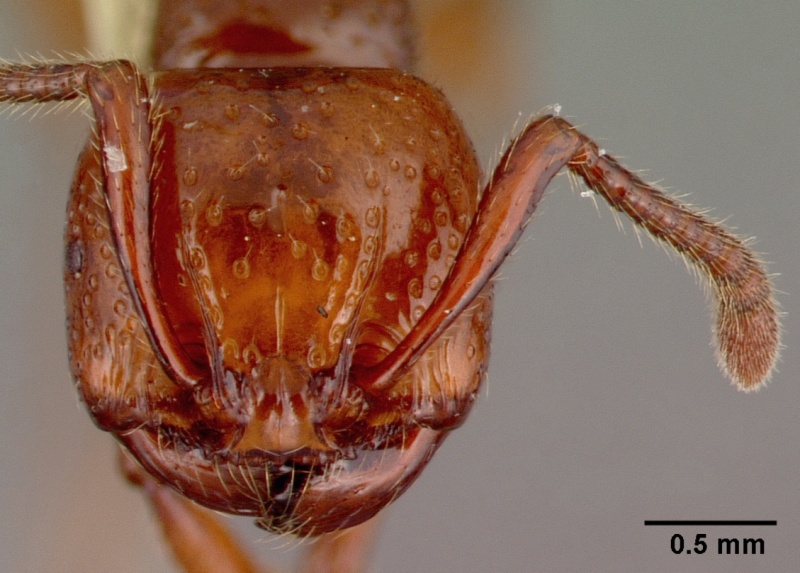 File:Pristomyrmex umbripennis casent0010664 head 1.jpg