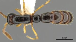 Sphinctomyrmex rufiventris casent0900310 d 1 high.jpg