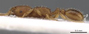 Tetramorium parvioculum casent0901053 p 1 high.jpg