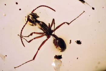 Zigrasimecia ferox, Burmese-amber.com (5).jpg