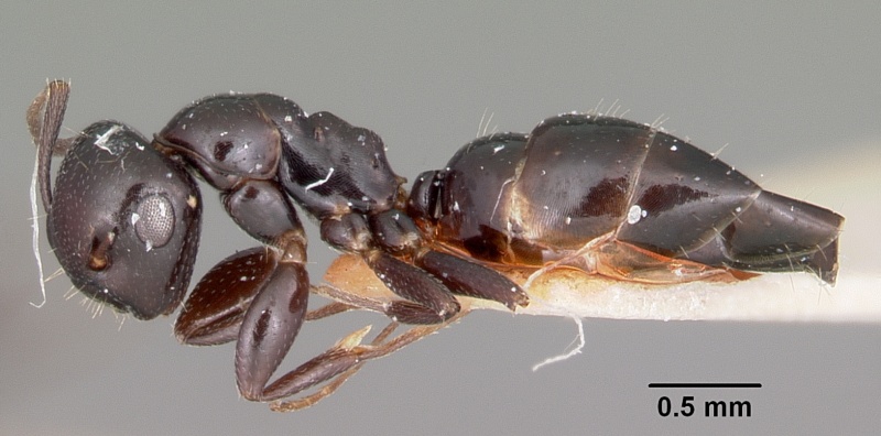 File:Camponotus papago casent0104697 profile 1.jpg