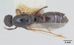 Crematogaster senegalensis casent0173207 dorsal 1.jpg