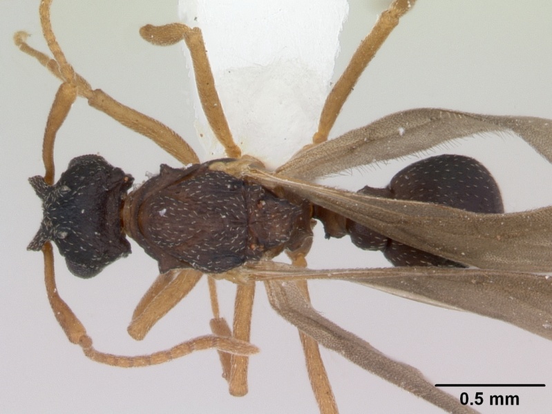 File:Cyphomyrmex rimosus casent0173244 dorsal 1.jpg