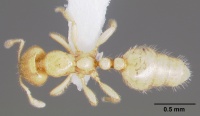 Dolopomyrmex pilatus casent0003193 dorsal 1.jpg