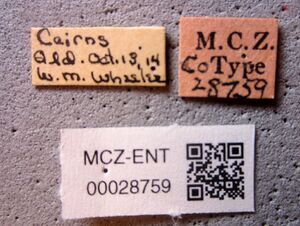MCZ-ENT00028759 Ectomomyrmex ruficornis labels.jpg