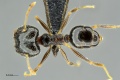 MCZ-ENT00512146 Pheidole cf aurivillii had.jpg