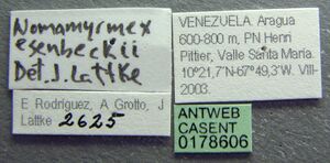 Nomamyrmex esenbeckii casent0178606 label 1.jpg